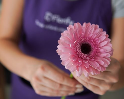 Ružová gerbera, krásna do kytice kvetov.